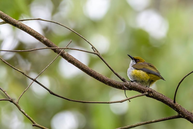 Olive-capped Flowerpecker
