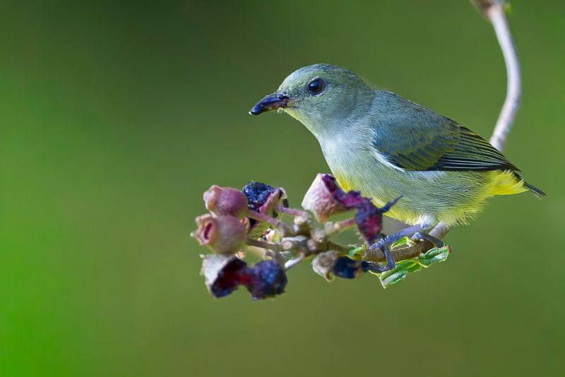Orange-bellied Flowerpecker (f)