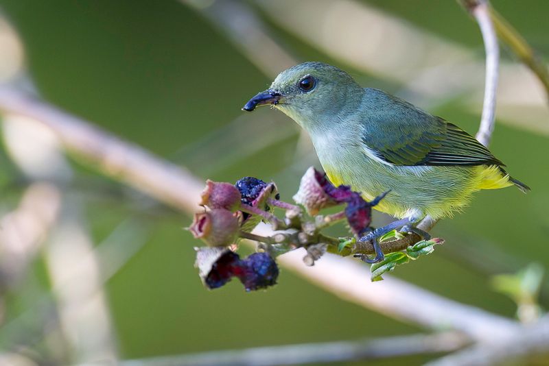 Orange-bellied Flowerpecker (f)