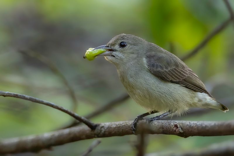 Pale-billed Flowerpecker