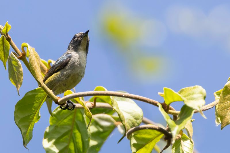 Pygmy Flowerpecker (f)