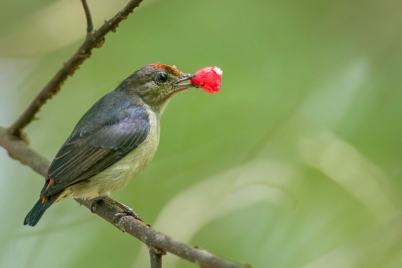 Red-capped Flowerpecker (f)