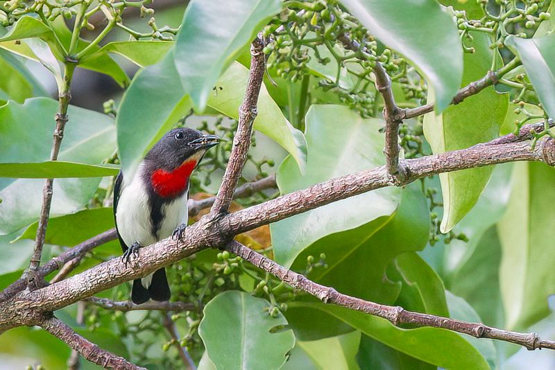 Red-chested Flowerpecker (m)