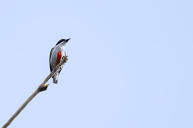 Red-keeled Flowerpecker