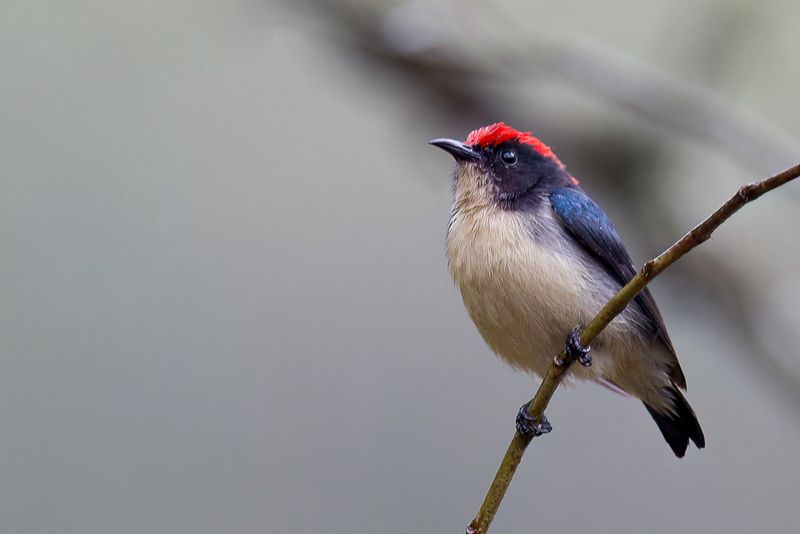 Scarlet-backed Flowerpecker