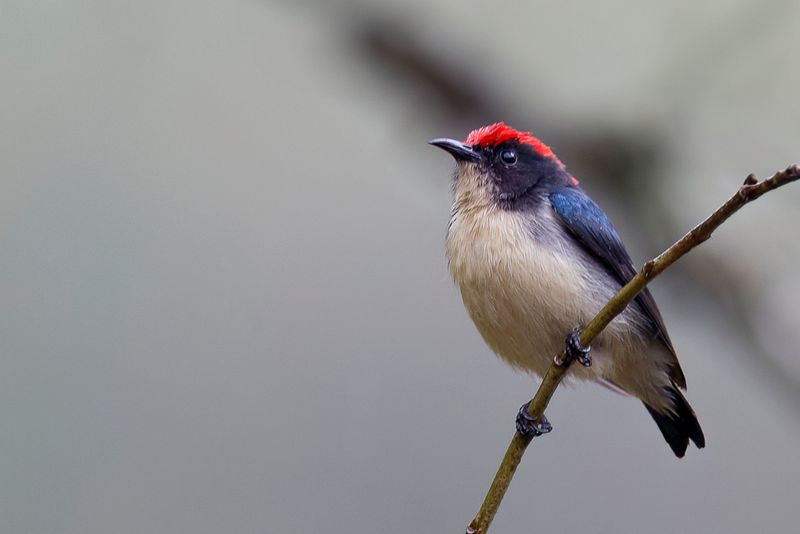 Scarlet-backed Flowerpecker