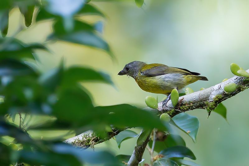 Scarlet-breasted Flowerpecker (f)