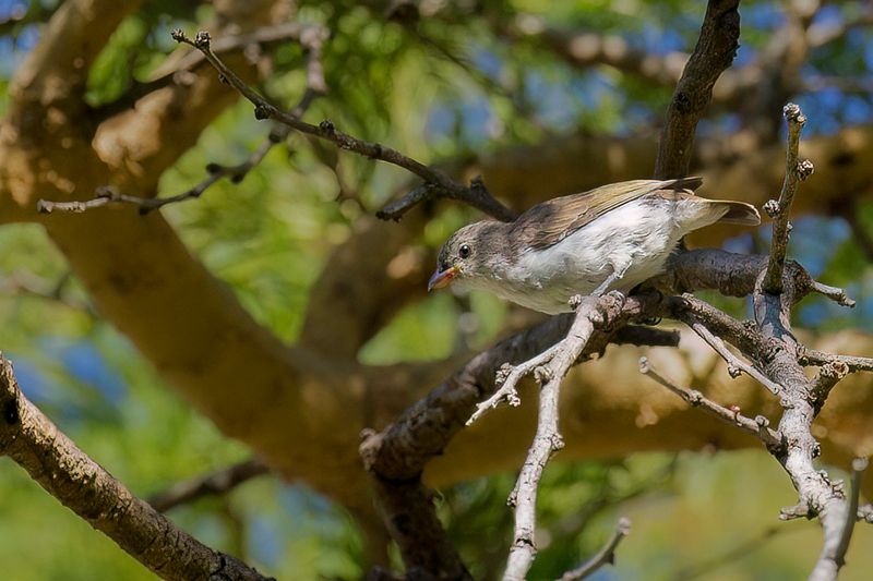Thick-billed Flowerpecker
