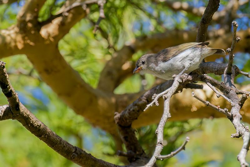 Thick-billed Flowerpecker
