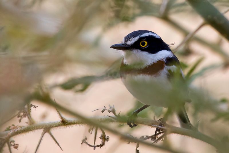 Eastern Black-headed Batis (f)