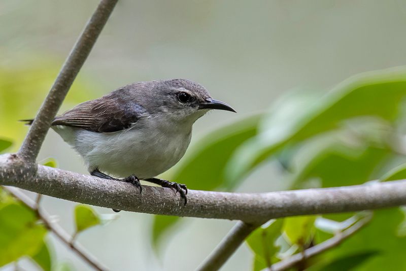 Amani Sunbird (f)