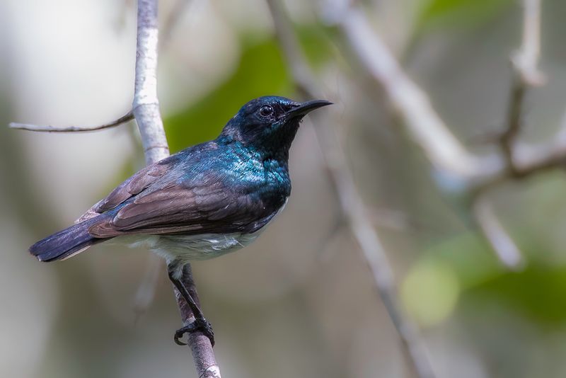 Amani Sunbird (m)