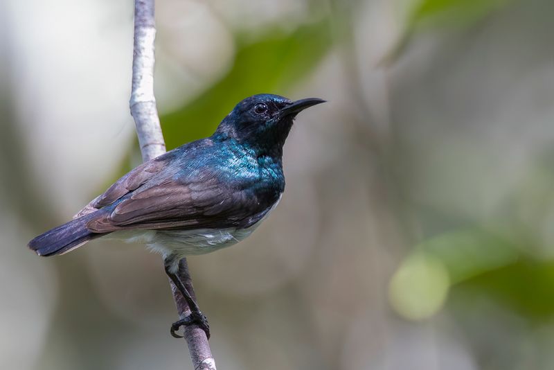 Amani Sunbird (m)