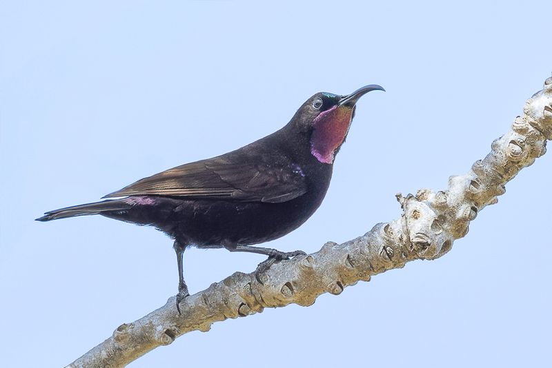 Amethyst Sunbird (m)