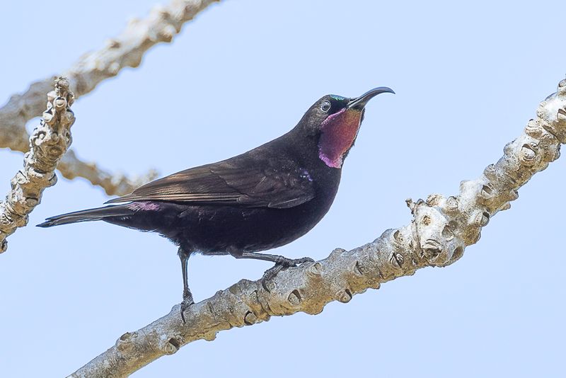 Amethyst Sunbird (m)