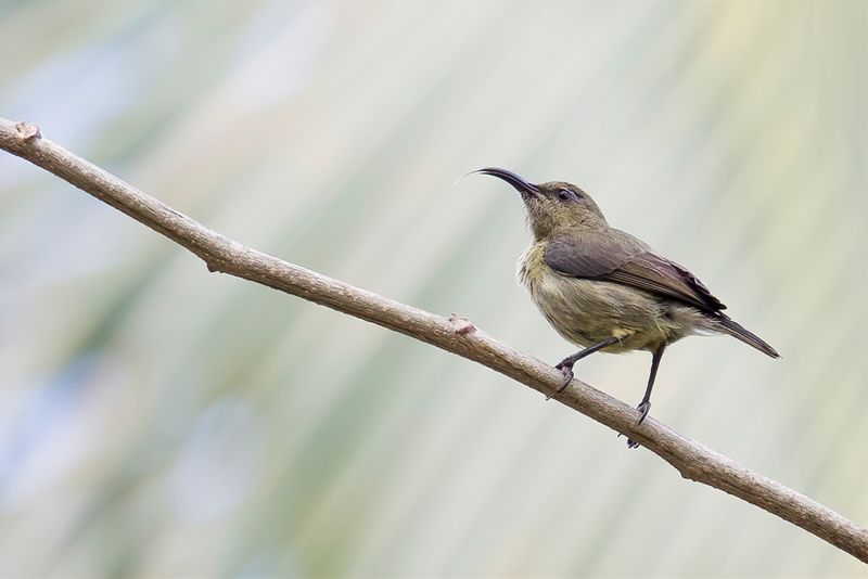 Anjouan Sunbird (f)