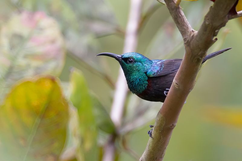 Anjouan Sunbird (m)