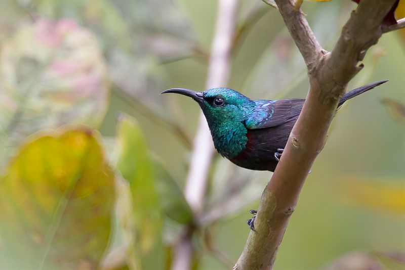 Anjouan Sunbird (m)