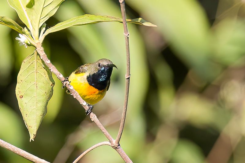 Apricot-breasted Sunbird