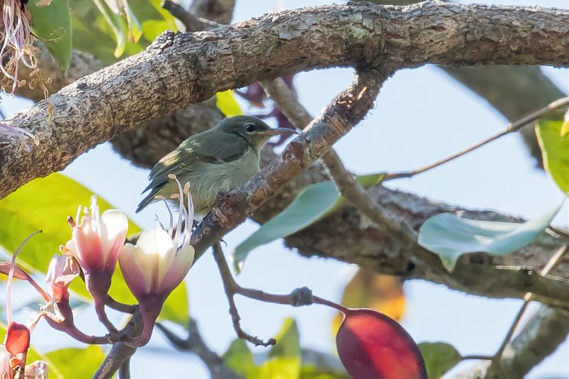 Bates's Sunbird