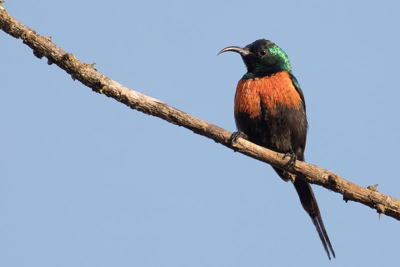 Black-bellied Sunbird (m)