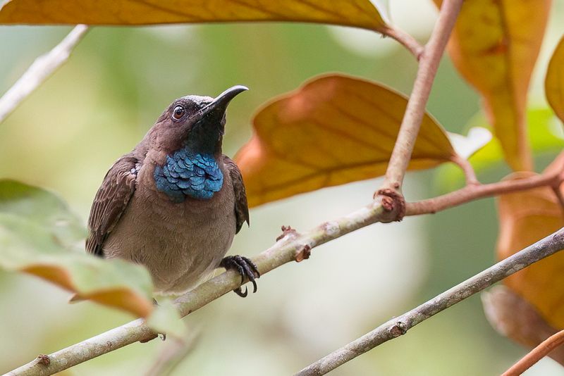 Blue-throated Brown Sunbird