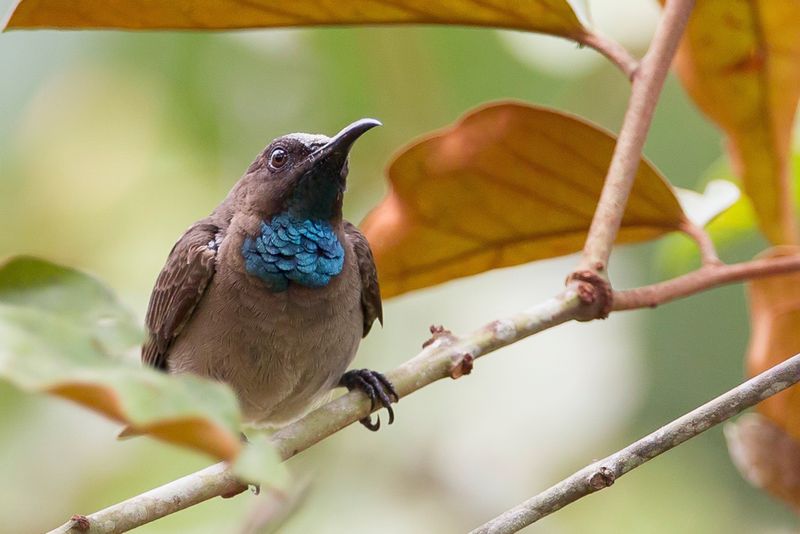 Blue-throated Brown Sunbird