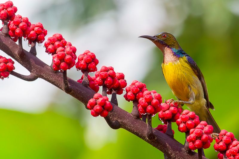 Brown-throated Sunbird (m)