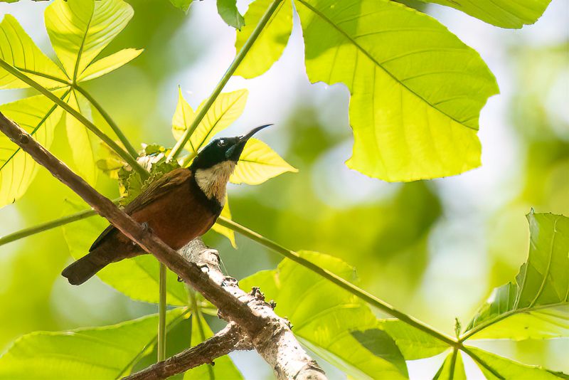 Buff-throated Sunbird (m)