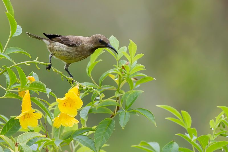 Carmelite Sunbird (f)
