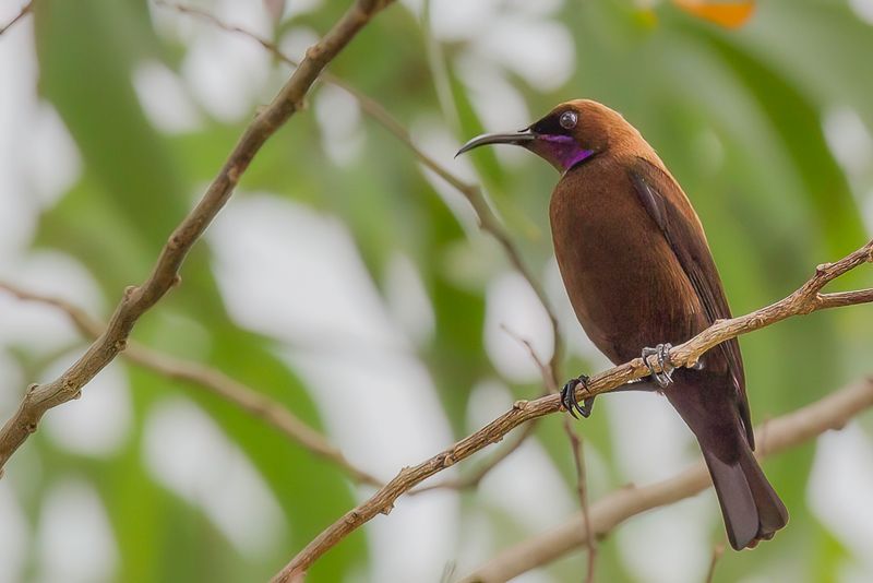 Carmelite Sunbird (m)