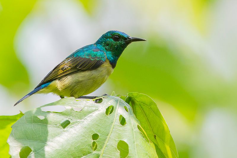 Collared Sunbird (m)