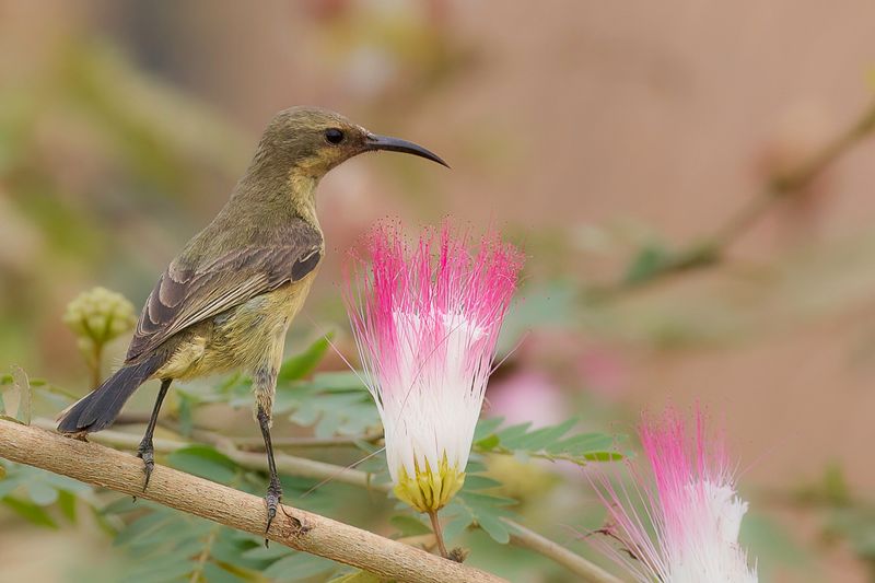 Copper Sunbird (f)