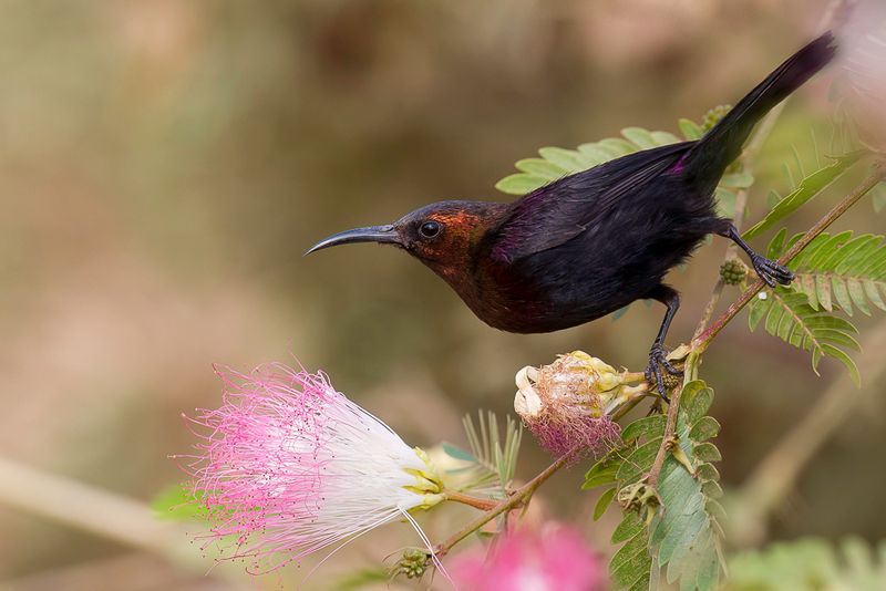 Copper Sunbird (m)