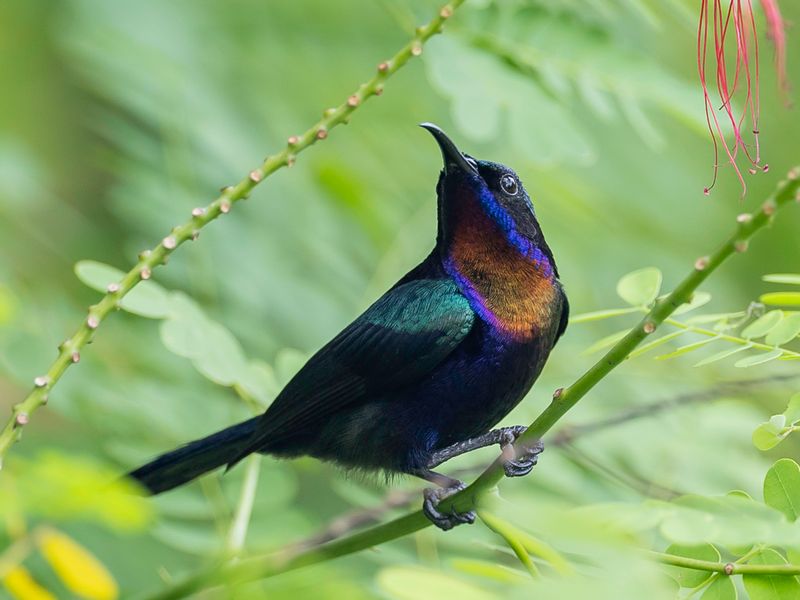 Copper-throated Sunbird (m)