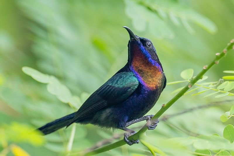 Copper-throated Sunbird (m)