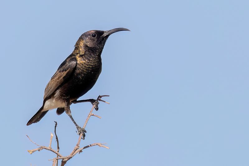 Dusky Sunbird (m)