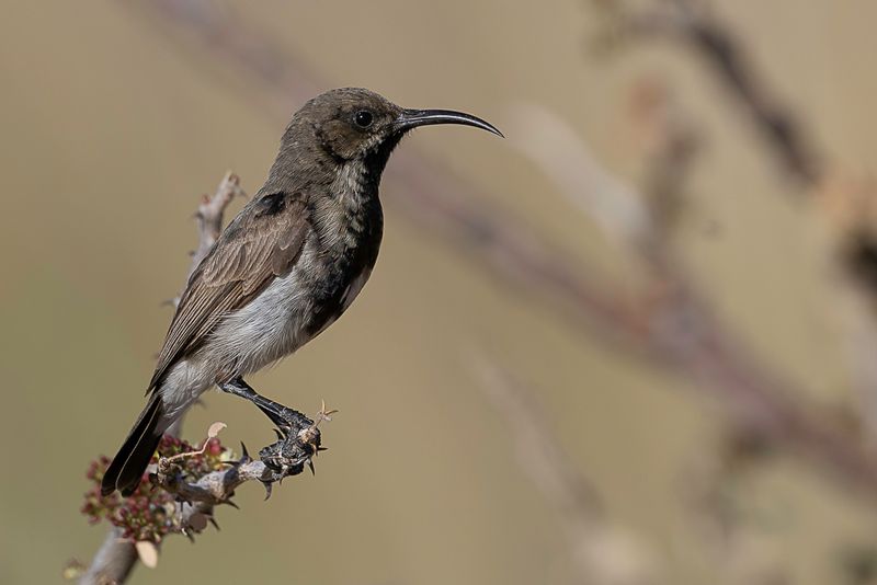Dusky Sunbird
