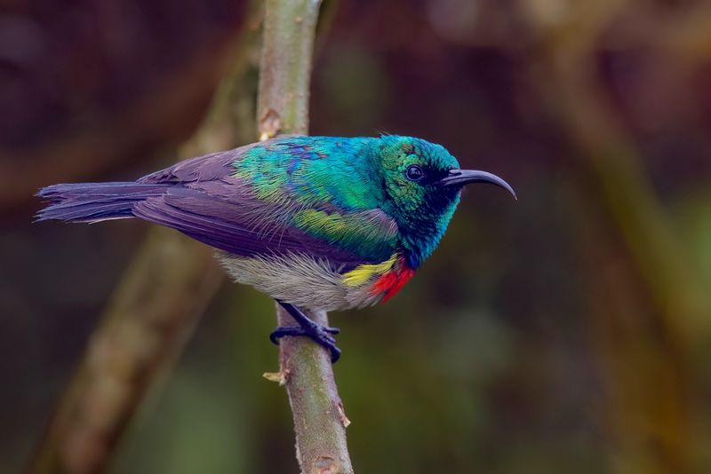 Eastern Double-collared Sunbird (m)