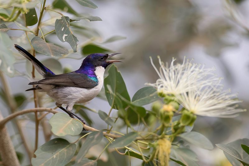 Eastern Violet-backed Sunbird (m)