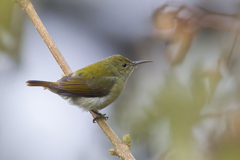 Fire-tailed Sunbird (f)
