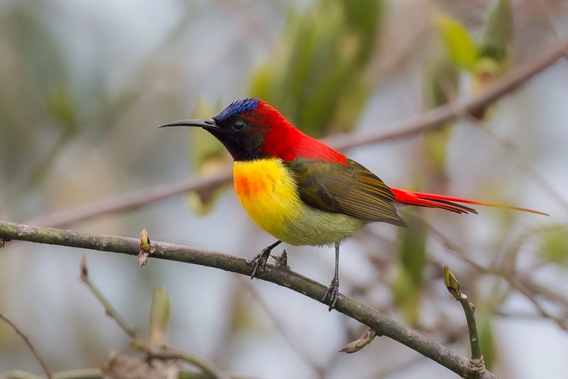 Fire-tailed Sunbird (m)