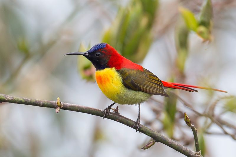 Fire-tailed Sunbird (m)