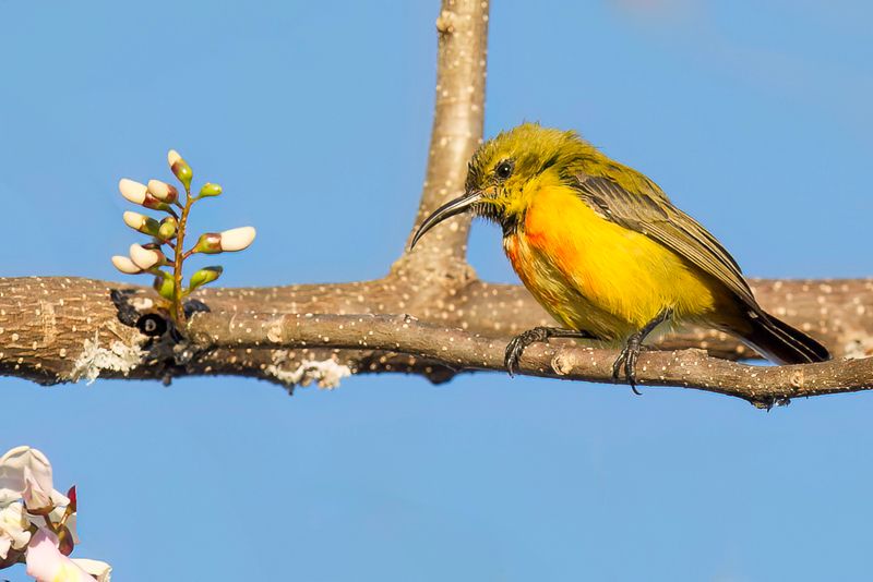 Flame-breasted Sunbird (imm m)