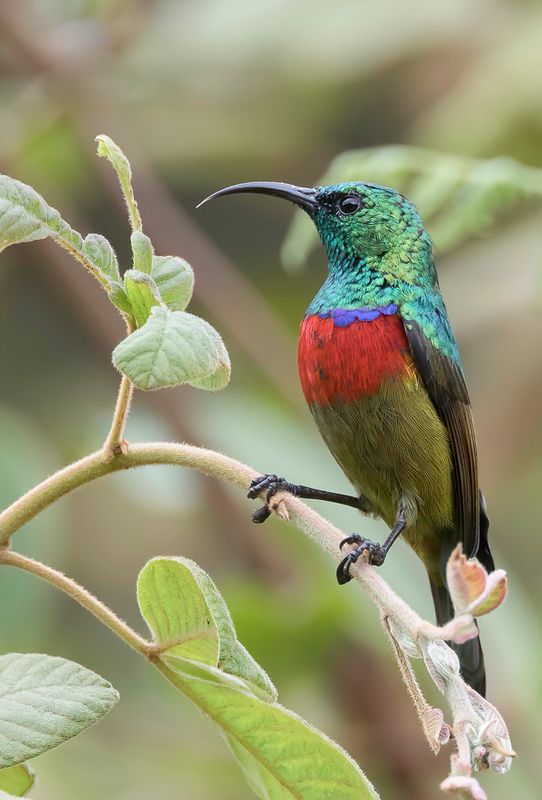 Forest Double-collared Sunbird (m)