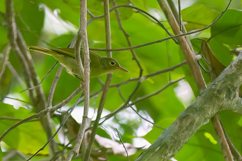 Fraser's Sunbird