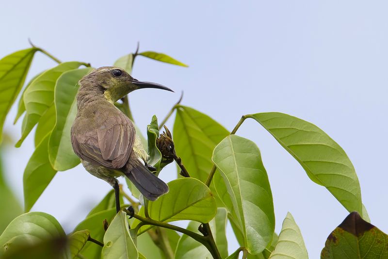 Garden Sunbird (f)