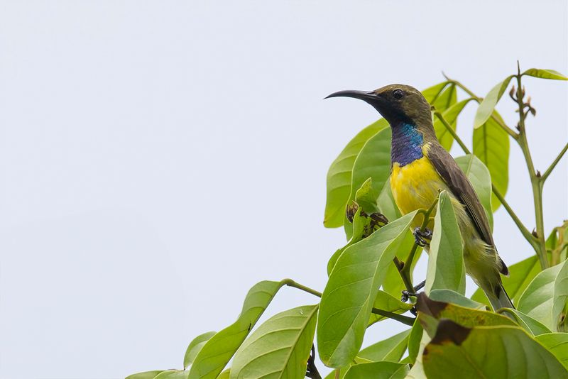 Garden Sunbird (m)
