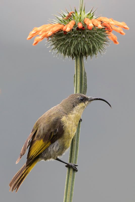 Golden-winged Sunbird (f)
