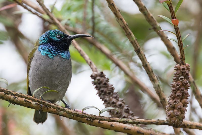 Green-headed Sunbird